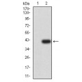 anti-HYAL1 antibody (Hyaluronidase-1) (N-Term)