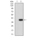 anti-HYAL1 antibody (Hyaluronidase-1) (N-Term)