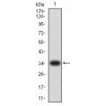 anti-HYAL1 antibody (Hyaluronidase-1) (N-Term)