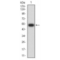anti-HYAL1 antibody (Hyaluronidase-1) (N-Term)