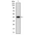 anti-HYAL1 antibody (Hyaluronidase-1) (N-Term)