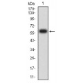 anti-HYAL1 antibody (Hyaluronidase-1) (N-Term)