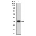 anti-HYAL1 antibody (Hyaluronidase-1) (N-Term)