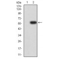anti-HYAL1 antibody (Hyaluronidase-1) (N-Term)