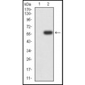 anti-HYAL1 antibody (Hyaluronidase-1) (N-Term)