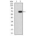 anti-HYAL1 antibody (Hyaluronidase-1) (N-Term)