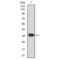 anti-HYAL1 antibody (Hyaluronidase-1) (N-Term)