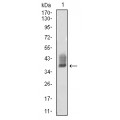 anti-HYAL1 antibody (Hyaluronidase-1) (N-Term)