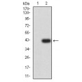 anti-HYAL1 antibody (Hyaluronidase-1) (N-Term)