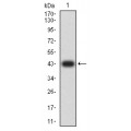 anti-HYAL1 antibody (Hyaluronidase-1) (N-Term)
