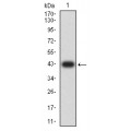 anti-HYAL1 antibody (Hyaluronidase-1) (N-Term)