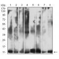 anti-HYAL1 antibody (Hyaluronidase-1) (N-Term)