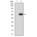 anti-HYAL1 antibody (Hyaluronidase-1) (N-Term)