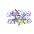 anti-HYAL1 antibody (Hyaluronidase-1) (N-Term)