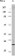 PR Primary Antibody MP20107 [M2F12B4]