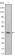 ITGA5 Primary Antibody MP20411 [M10F6]