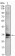 CDC2 Primary Antibody MP30040 [M8C5A7F10]