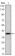 MSI1 Primary Antibody MP30177 [M2A12]