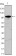 DDX4 Primary Antibody MP20408 [M2F9H5]