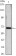 HSP70 Primary Antibody MP20421 [M5A6]