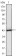 ATP2C1 Primary Antibody MP30001  [M4G12]