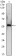A1BG Primary Antibody MP30025 [M4B5]