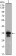 CDC2 Primary Antibody MP30038 [M8C5A6]