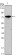 GATA3 Primary Antibody MP30050 [M7B5]