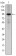 NR3C1 Primary Antibody MP30158 [M6E6]