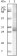 Trim5a Primary Antibody MP20023 [M3B11H2]