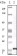 FGF2 Primary Antibody MP20059 [M2H5G2C11]