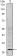 PP32 Primary Antibody MP20433 [M8D2]