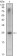 NKX3A Primary Antibody MP30027 [M4H4]