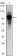 ARNTL Primary Antibody MP30033 [M1C5]