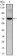 CLOCK Primary Antibody MP30034  [M8F7]