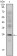 CD3E Primary Antibody MP30036 [M4E2]