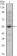 MUM1 Primary Antibody MP30048 [M4G10]