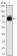 KLHL21 Primary Antibody MP30063 [M2H4]
