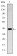 CD94 Primary Antibody MP30174 [M1H1]