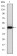 E7 Primary Antibody MP30179 [M6F3]