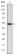 PODXL Primary Antibody MP30205 [M5D4]