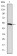 PODXL Primary Antibody MP30206 [M5F5]