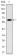 OTX2 Primary Antibody MP30217 [M1H12C4B5]