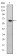 FYN Primary Antibody MP30229 [M2A10]