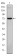 ITK Primary Antibody MP30244 [M5G6]