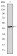 TUBE1 Primary Antibody MP30667 [M5F3B7]