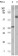 ELK1 Primary Antibody MP20101 [M3H6D12]