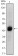FOXA2 Primary Antibody MP20375 [M7H4B7]