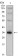 SYP Primary Antibody MP30032 [M7H12]