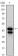 GATA1 Primary Antibody MP30047 [M4F5]